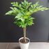 ランキングキーワードに紐づく投稿画像-観葉植物