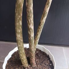 5000円★レア 2 コンニャク芋　鉢植え　5号　観葉植物　あかぎ　珍奇植物の画像