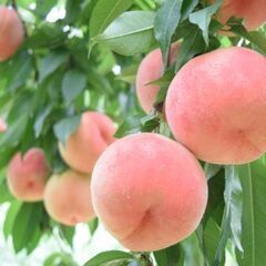 桃狩り🍑バスツアー🍑女子会