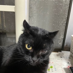 探しています。