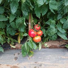 新鮮❗大玉トマト🍅黄