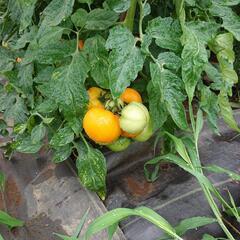 新鮮❗大玉トマト🍅黄の画像