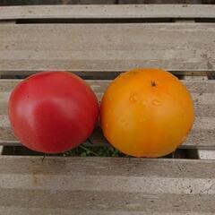 新鮮❗大玉トマト🍅黄の画像