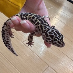 ヒョウモントカゲモドキ♛マックスノー♛