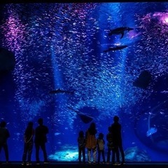 一緒に水族館行ってくれる人いませんか？🥺