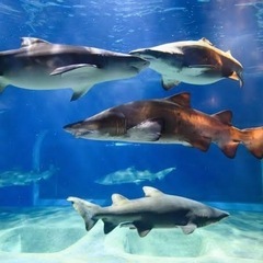 一緒に水族館行ってくれる人いませんか？🥺 − 群馬県