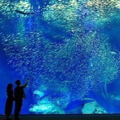一緒に水族館行ってくれる人いませんか？🥺 - 太田市