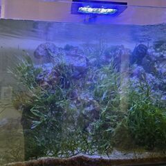 海水ライブロック約４０kg