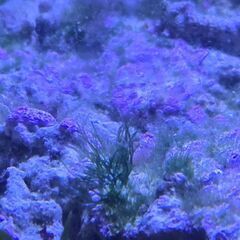 海水ライブロック約４０kgの画像