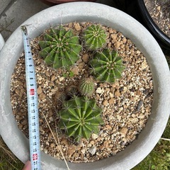 サボテン　花盛丸
の画像