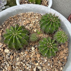 サボテン　花盛丸
の画像