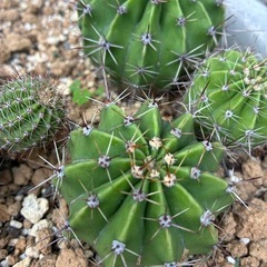サボテン　花盛丸
の画像