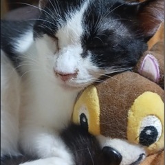 不要になった猫さんのベッド譲ってください！
