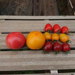 新鮮❗大玉トマト🍅黄の画像