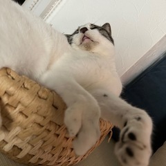 背中のハート柄が可愛いココロちゃん❤︎ − 神奈川県