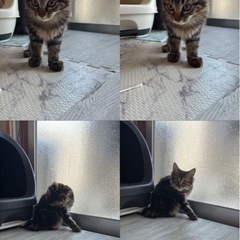 里親募集中 母猫1歳3ヶ月 子猫約4ヶ月