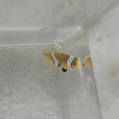 ニモ　カクレクマノミの画像