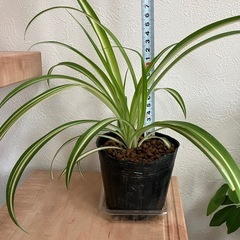 【観葉植物】オリヅルラン
