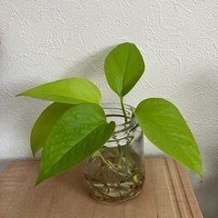 【観葉植物】ポトス
