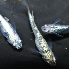 メダカ　レックーザの卵15個もしくは針子15匹