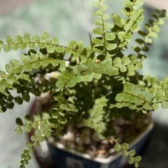 観葉植物　ネフロレピス・ダッフィー　おしゃれな鉢付きの画像
