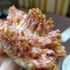 熟すと蜜が皮までたっぷり入る.ᐟ　メロンよりも甘だるしい.ᐟ　甘い巨大いちじく　蜂蜜ジャムを食べているように甘い　いちじく苗　中株　抜き苗の画像