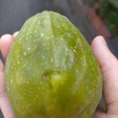 熟すと蜜が皮までたっぷり入る.ᐟ　メロンよりも甘だるしい.ᐟ　甘い巨大いちじく　蜂蜜ジャムを食べているように甘い　いちじく苗　中株　抜き苗の画像
