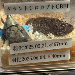 グラントシロカブトペアとパラワンオオヒラタクワガタ♂単セット