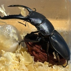 グラントシロカブトペアとパラワンオオヒラタクワガタ♂単セットの画像