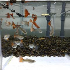 【国産グッピー】フルレッドグラスベリー系 稚魚～幼魚ランダム 20匹+数匹の画像