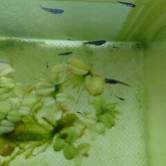 ★オロチメダカの稚魚をさし上げます。の画像