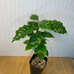 コーヒーの木　観葉植物の画像