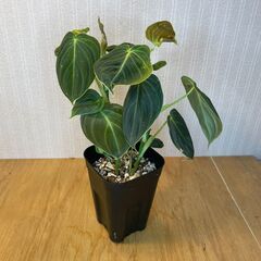ビロードカズラ　フィロデンドロン・メラノクリサム　観葉植物の画像
