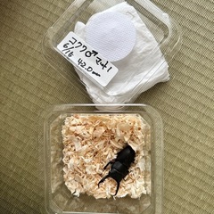 『決まりました』コクワガタ♂42mm単品