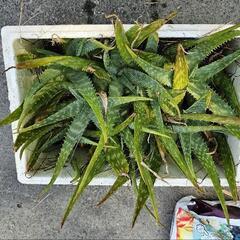 アロエベラ　無農薬　