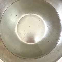 メダカ稚魚、卵