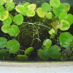 水草-めだかのお友だち