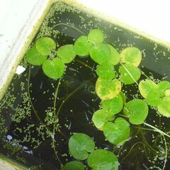 水草-めだかのお友だちの画像
