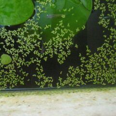 水草-めだかのお友だちの画像
