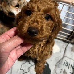 トイプードルちゃん