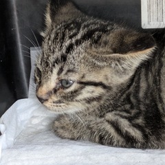 サバトラ　2ヶ月　性別未だ不明　