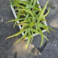 アロエベラ　無農薬