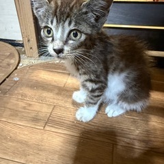 里親様を募集しています☆