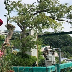 モミジの画像