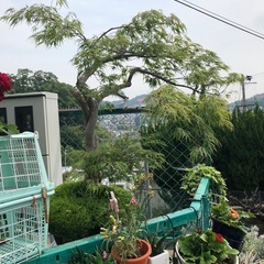 モミジの画像