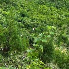 植林、農業の画像