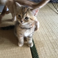 子猫　スコティッシュホールド　(写真更新) (親猫　雄去勢手術済み)