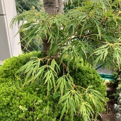 モミジの画像