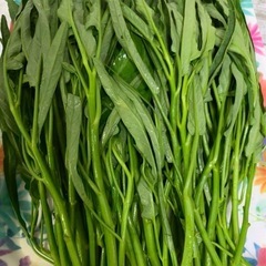 農薬不使用　空芯菜　1キロの画像