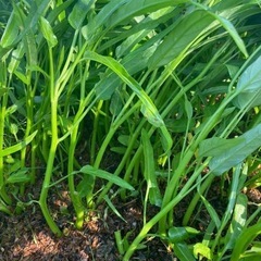 農薬不使用　空芯菜　1キロの画像